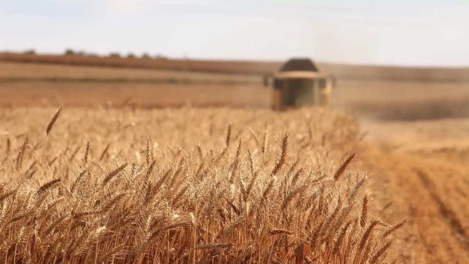 A combine harvester working a field of ripe wheat, the ears of grain sharp in the foreground. Foto d'archivio.