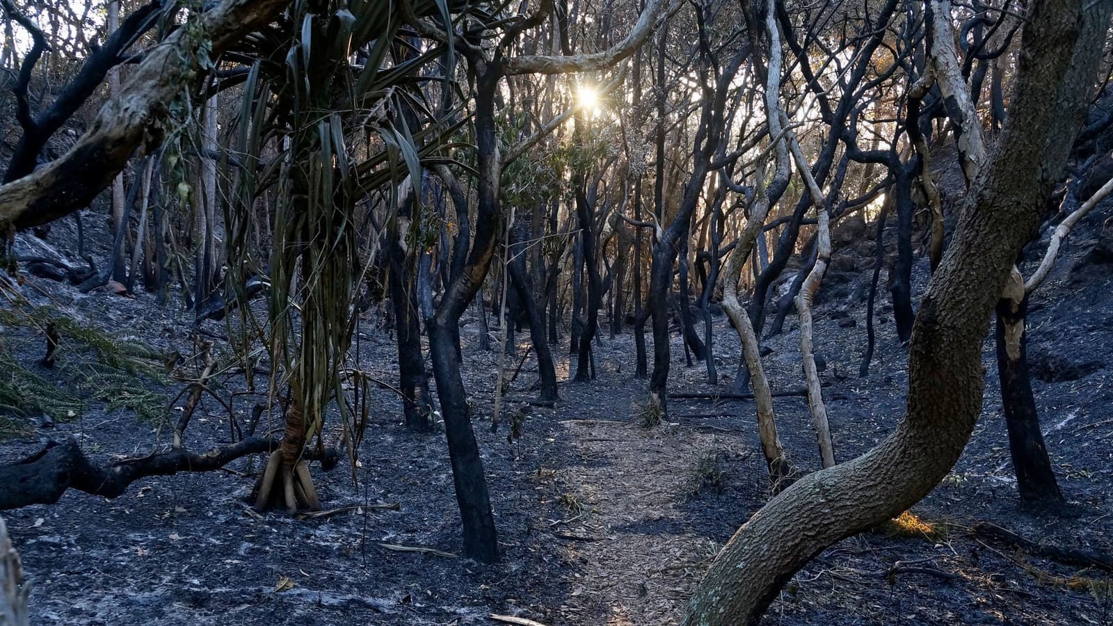 Colour of Australia (Bushfire). File photograph. Foto d'archivio.